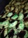 Thumbprint Cookies